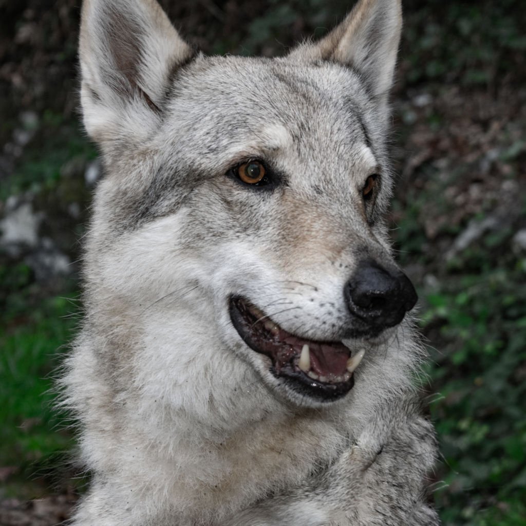 Wolf Dog